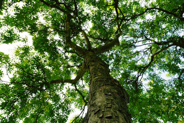 baumpflegezentrale-01