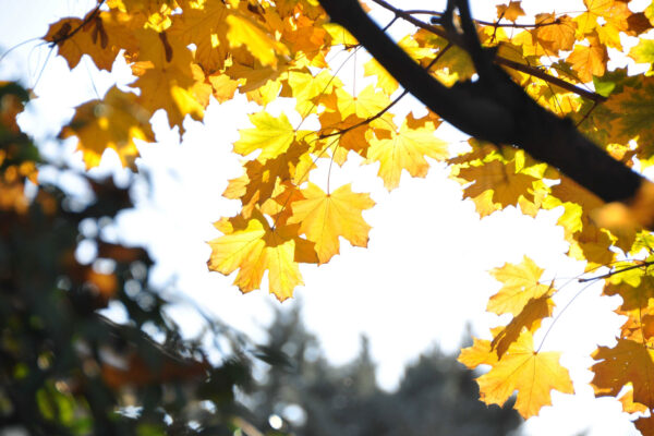 baumpflegezentrale-03